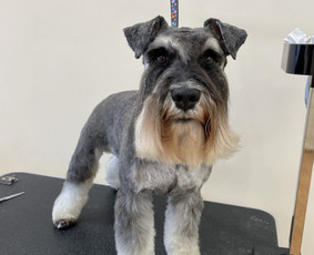 Paslaugos augintiniams - Šunų kirpykla - 4