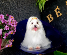 Šunų kirpykla Bella / Šunų kirpykla Bella / Darbų pavyzdys ID 3634761