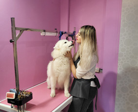Šunų kirpykla Bella / Šunų kirpykla Bella / Darbų pavyzdys ID 3634781