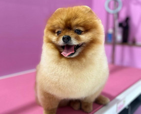 Šunų kirpykla Bella - SPA paslaugos šunims - 2 SPA paslaugos šunims - Šunų kirpykla Bella - 2