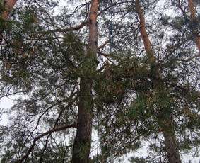 Gerbūvio ir arborizmo paslaugos / Laurynas / Darbų pavyzdys ID 3637525