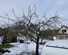 Gerbūvio ir arborizmo paslaugos / Laurynas / Darbų pavyzdys ID 3637533