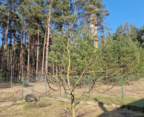 Gerbūvio ir arborizmo paslaugos / Laurynas / Darbų pavyzdys ID 3637529