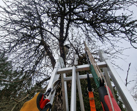 Gerbūvio ir arborizmo paslaugos / Laurynas / Darbų pavyzdys ID 3637535