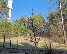 Gerbūvio ir arborizmo paslaugos / Laurynas / Darbų pavyzdys ID 3637537