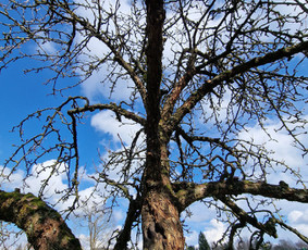Gerbūvio ir arborizmo paslaugos / Laurynas / Darbų pavyzdys ID 3637543