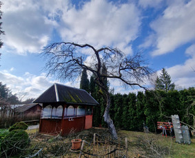 Gerbūvio ir arborizmo paslaugos / Laurynas / Darbų pavyzdys ID 3637545