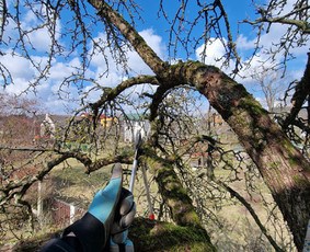 Gerbūvio ir arborizmo paslaugos / Laurynas / Darbų pavyzdys ID 3637547