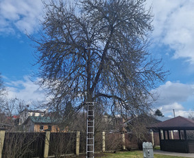 Gerbūvio ir arborizmo paslaugos / Laurynas / Darbų pavyzdys ID 3637555