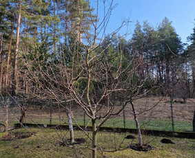 Gerbūvio ir arborizmo paslaugos / Laurynas / Darbų pavyzdys ID 3637557