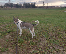 Gyvūnų priežiūra. Nakvynė. / Daiva / Darbų pavyzdys ID 3642863