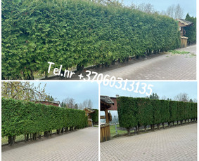 Medžių genėjimas*gyvatvorių karpymas*aplinkos tvarkymas / Zigmas / Darbų pavyzdys ID 3646717