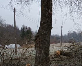 Avarinių medžių pjovimo paslaugos. / Rimas. M.- (Aboristas) / Darbų pavyzdys ID 3651791