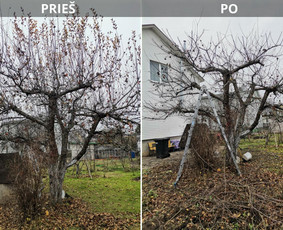 Profesionalus vaismedžių genėjimas, konsultavimas - Vaismedžių genėjimas - 3 Vaismedžių genėjimas - Profesionalus vaismedžių genėjimas, konsultavimas - 3