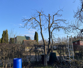 Vaismedžių gėnėjimas Kauno raj / Vaidas Urbaitis / Darbų pavyzdys ID 3657599