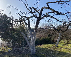 Vaismedžių gėnėjimas Kauno raj / Vaidas Urbaitis / Darbų pavyzdys ID 3657601