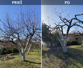 Vaismedžių gėnėjimas Kauno raj / Vaidas Urbaitis / Darbų pavyzdys ID 3657609