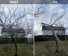 Vaismedžių gėnėjimas Kauno raj / Vaidas Urbaitis / Darbų pavyzdys ID 3657679