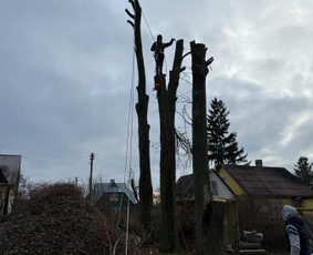 Avarinių medžių pjovimo paslaugos. / Rimas. M.- (Aboristas) / Darbų pavyzdys ID 3661569