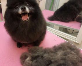 Šunų ir kačių kailio priežiūra Klaipėdoje - SPA paslaugos šunims - 2 SPA paslaugos šunims - Šunų ir kačių kailio priežiūra Klaipėdoje - 2