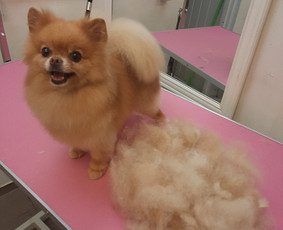 Šunų ir kačių kailio priežiūra Klaipėdoje - SPA paslaugos šunims - 3 SPA paslaugos šunims - Šunų ir kačių kailio priežiūra Klaipėdoje - 3