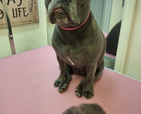 Šunų ir kačių kailio priežiūra Klaipėdoje - SPA paslaugos šunims - 4 SPA paslaugos šunims - Šunų ir kačių kailio priežiūra Klaipėdoje - 4