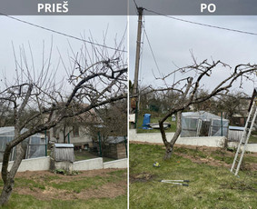Vaismedžių gėnėjimas Kauno raj / Vaidas Urbaitis / Darbų pavyzdys ID 3667831