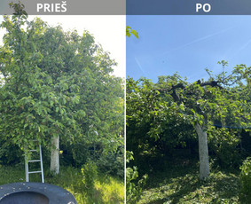 Vaismedžių gėnėjimas Kauno raj / Vaidas Urbaitis / Darbų pavyzdys ID 3667835
