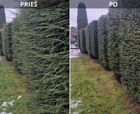 Apželdinimo, aplinkos tvarkymo ir žemės darbai. - Gyvatvorių karpymas - 1 Gyvatvorių karpymas - Apželdinimo, aplinkos tvarkymo ir žemės darbai. - 1