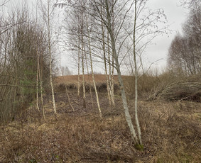 Sklypų tvarkymas: medžių ir krūmų pjovimas su išvežimu. / Albertas Rakuckis / Darbų pavyzdys ID 3675811