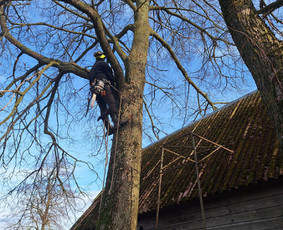 Profesionalūs Arboristai ! (Dirbame Visoje Lietuvoje) - Statybos, apdaila - 4 Statybos, apdaila - Profesionalūs Arboristai ! (Dirbame Visoje Lietuvoje) - 4
