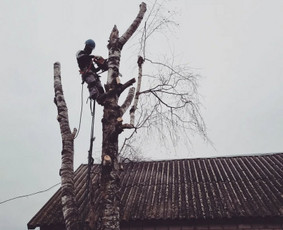 Pavojingu medžių pjovimas - Apleistų sklypų tvarkymas - 3 Apleistų sklypų tvarkymas - Pavojingu medžių pjovimas - 3