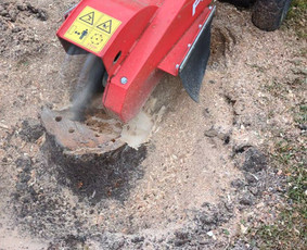 Kelmų naikinimas, frezavimas - Pavojingu medžių pjovimas - 1