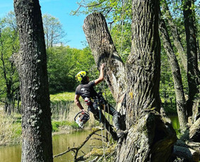 Profesionalūs Arboristai ! (Dirbame Visoje Lietuvoje) - Statybos, apdaila - 1 Statybos, apdaila - Profesionalūs Arboristai ! (Dirbame Visoje Lietuvoje) - 1