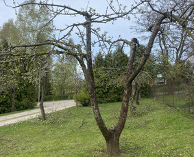 Vaismedžių gėnėjimas Kauno raj - Aplinka, sodas - 4 Aplinka, sodas - Vaismedžių gėnėjimas Kauno raj - 4