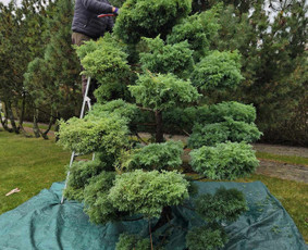 Vejos įrengimas,gėlynų projektavimas, įrengimas / Arturas M. / Darbų pavyzdys ID 3707079