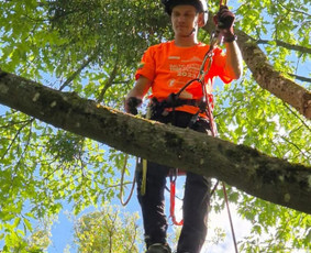 Arboristo paslaugos. Medžių pjovimas, kelmų naikinimas - Tradiciniai amatai - 4 Tradiciniai amatai - Arboristo paslaugos. Medžių pjovimas, kelmų naikinimas - 4