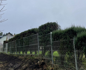 Genėjimas, apželdinimas ir kiti aplinkotvarkos darbai / Dainius Kubilius / Darbų pavyzdys ID 3712889