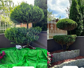 Genėjimas, apželdinimas ir kiti aplinkotvarkos darbai / Dainius Kubilius / Darbų pavyzdys ID 3712953