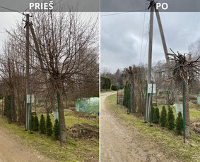 Sklypų tvarkymas: medžių ir krūmų pjovimas su išvežimu. / Albertas Rakuckis / Darbų pavyzdys ID 3714593