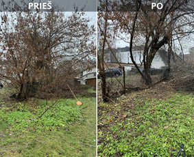 Sklypų tvarkymas: medžių ir krūmų pjovimas su išvežimu. / Albertas Rakuckis / Darbų pavyzdys ID 3714601