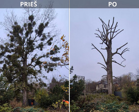Medžių pjovimas, genėjimas. Arboristo paslaugos / MB Rimluk / Darbų pavyzdys ID 3720621