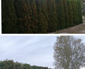 Vaismedžių genėjimas. Dekoratyvių augalų formavimas. / SODO AURA / Darbų pavyzdys ID 3720717