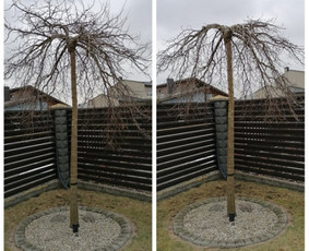 Vaismedžių genėjimas. Dekoratyvių augalų formavimas. / SODO AURA / Darbų pavyzdys ID 3720727