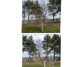 Vaismedžių genėjimas. Dekoratyvių augalų formavimas. / SODO AURA / Darbų pavyzdys ID 3720731