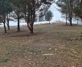 Apleistų sklypų tvarkymas, krūmų ir kelmų frezavimas - Šakų smulkinimas - 2 Šakų smulkinimas - Apleistų sklypų tvarkymas, krūmų ir kelmų frezavimas - 2