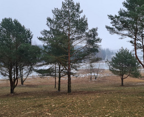 Apleistų sklypų tvarkymas, krūmų ir kelmų frezavimas - Apleistų sklypų tvarkymas - 1 Apleistų sklypų tvarkymas - Apleistų sklypų tvarkymas, krūmų ir kelmų frezavimas - 1