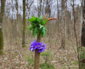 Žygiai vaikams, paaugliams, šeimoms su žaidimais miškuose / Robertas Janovskis / Darbų pavyzdys ID 3729463
