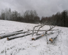 Pjaunu medžius, gyvatvores, tujas ir kitą augmeniją / Darius Rimšelis / Darbų pavyzdys ID 3730413