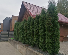 Pjaunu medžius, gyvatvores, tujas ir kitą augmeniją / Darius Rimšelis / Darbų pavyzdys ID 3730429
